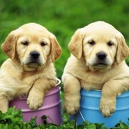 Labrador retriever