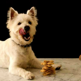Los Cachorros y el horario de sus Comidas