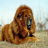 Razas de Perros de alto costo