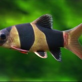 Tres Tipos de peces para tu Acuario