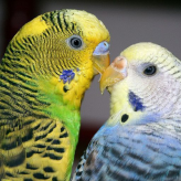 Un pájaro fiel a su Pareja