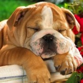 Vitaminas para Perros