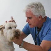 Otitis en Perros