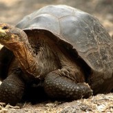 Tortugas de Galápagos