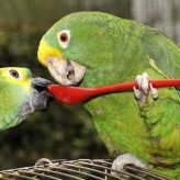Alimentación aves