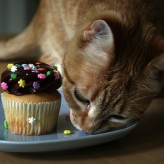 Alimentos tóxicos para Gatos