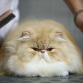 Caída de pelo en los Gatos