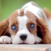 Cataratas en perros y su Tratamiento