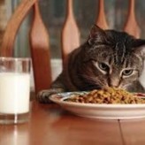 Comida de gato