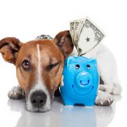 Cómo ahorrar dinero con tu Mascota