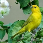 Cómo cuidar un Canario