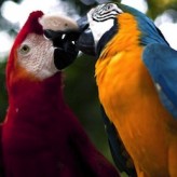 Consejos para tener un Guacamayo