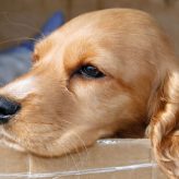 Curiosidades sobre la Nariz del Perro