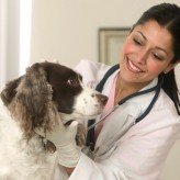 Dieta blanda para Perros
