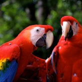 El Guacamayo Rojo