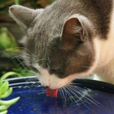 El consumo de Agua en el Gato