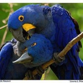 Errores en el cuidado de las Aves