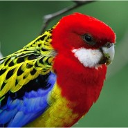 La Cotorra Rosella