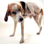La Dermatitis en Perros