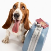 Las Mascotas en Vacaciones
