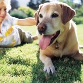 Los mejores Perros para Niños Hiperactivos