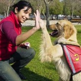 Pasos negativos en la educación de Mascotas