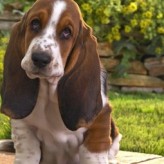 Problemas renales en los Perros