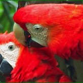 Sobre aves