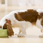 Sopas caseras para Perros