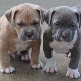 Alimentación para cachorros Pitbulls