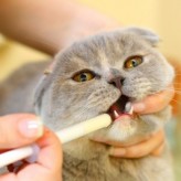 Aplicar medicamentos líquidos a tu Mascota