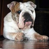 Cómo cuidar un Perro Anciano