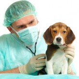 Cómo cuidar un perro con Distemper Canino