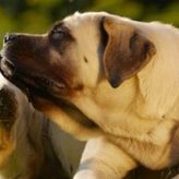 Cómo eliminar los Parásitos de tu Mascota