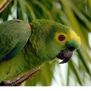 Cuidados importantes para Aves