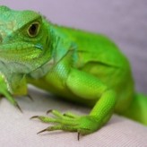 Desajustes nutricionales de las Iguanas