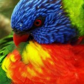 Evita el Picaje en las Aves