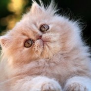Gatos de pelo Largo