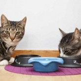 La alimentación de un gato adulto