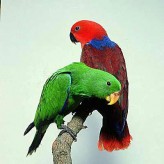 Las mejores Aves para tener en casa