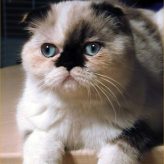 Raza de Gato Foldex