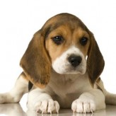 El Beagle
