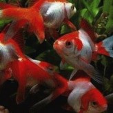 Acuario y Peces