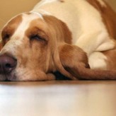 Articulaciones de los perros y sus problemas