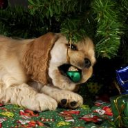 Cómo cuidar tu Mascota en Navidad