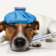 Diarrea en Perros Consejos
