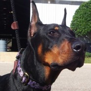El Doberman