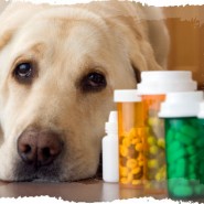 Enfermedades de perros