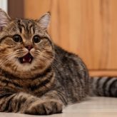 Errores que cometemos con los Gatos