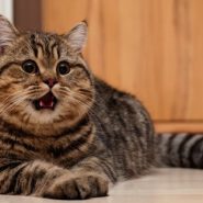 Errores que cometemos con los Gatos